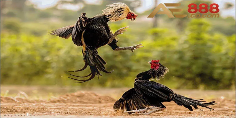 Tầm quan trọng trong cách chăm sóc gà chọi